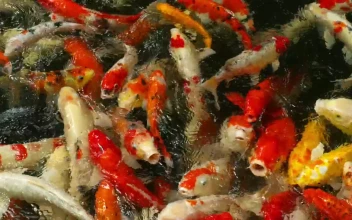 Stock Video Crowd Of Koi Fish In The Pond For PC
