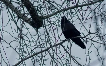 Stock Video Crow Standing On A Branch In Winter For PC