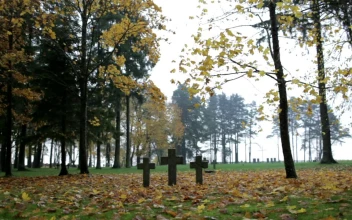 Stock Video Crosses Between Trees For PC