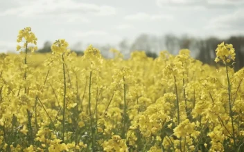 Stock Video Crops Swaying Under A Summer Sky For PC