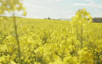 Stock Video Crops Ready For Harvest For PC