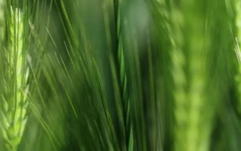 Stock Video Crops Blowing In The Wind For PC