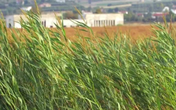 Stock Video Crops Blowing Against A Strong Wind For PC