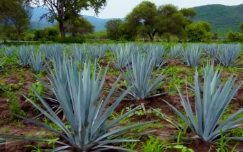 Stock Video Crop Field Covered By Maguey Leaves For PC