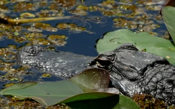 Stock Video Crocodile Waiting For Its Prey For PC