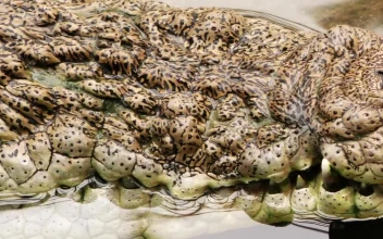Stock Video Crocodile Skin Texture For PC