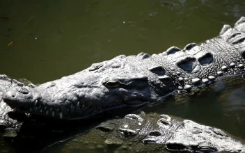 Stock Video Crocodile Resting In The Swamp For PC