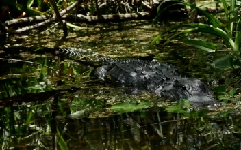 Stock Video Crocodile Perched In A Swamp For PC