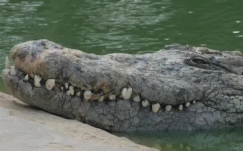 Stock Video Crocodile In A Zoo For PC