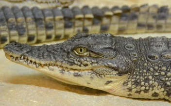 Stock Video Crocodile Breathing Slowly For PC