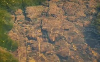 Stock Video Creek Stones Underwater For PC