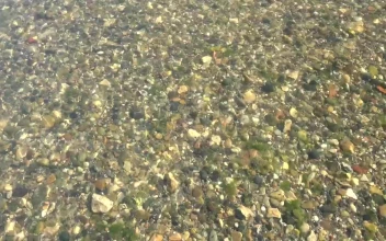 Stock Video Creek And Mossy Stones For PC