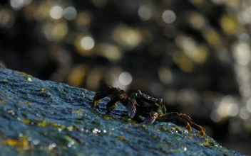 Stock Video Crabs Walking On A Rock In The Beach For PC