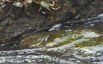 Stock Video Crabs Standing On A Rock For PC