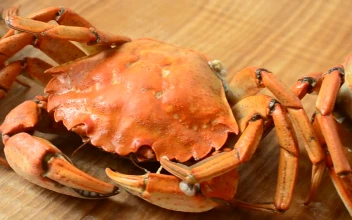 Stock Video Crabs On A Kitchen Table For PC