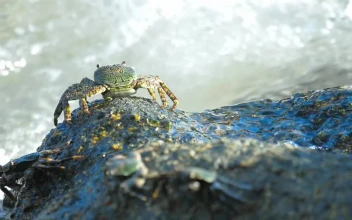 Stock Video Crab Standing On A Rock With Crashing Waves For PC