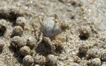 Stock Video Crab Making Sand Bubbles For PC