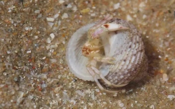 Stock Video Crab In A Shell Hidding In The Sand For PC
