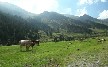 Stock Video Cows Grazing In The Valley For PC