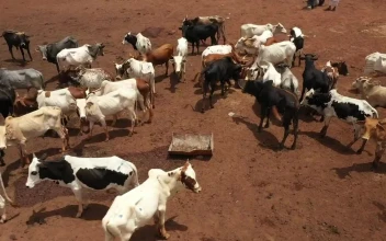 Stock Video Cows Feeding In A Dusty Field For PC