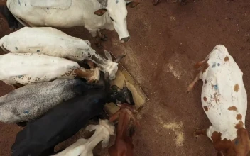 Stock Video Cows Eating Together For PC