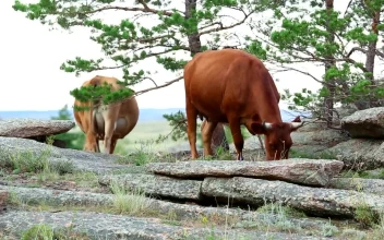 Stock Video Cows Eating In The Meadow For PC