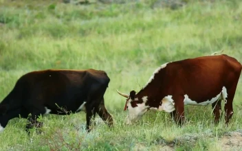 Stock Video Cows Eating Grass In The Countryside For PC