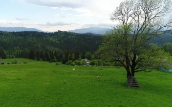 Stock Video Cows Eating Grass In A Pasture Field For PC