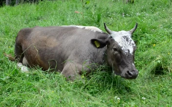 Stock Video Cow Laying Down In A Damp Field For PC
