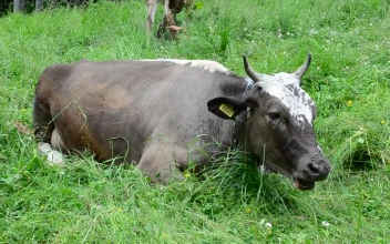 Stock Video Cow Laying Down And Eating Grass For PC