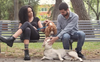 Stock Video Couple With Dogs Resting On Park Bench For PC