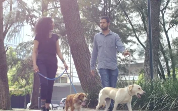 Stock Video Couple Walking With Their Dogs Through A Park For PC