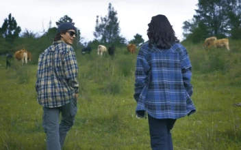 Stock Video Couple Walking Through A Meadow Among Many Cows For PC