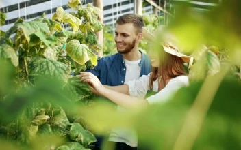 Stock Video Couple Talking About Plants In A Greenhouse For PC