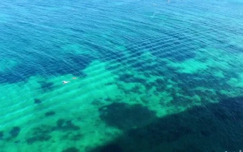 Stock Video Couple Swimming In A Clear Sea For PC