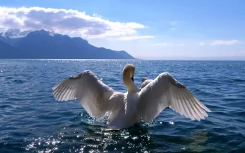 Stock Video Couple Of Swans Swimming In The Lake For PC
