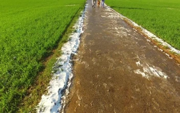 Stock Video Couple And Their Dog Walking Through Green Agricultural Fields For PC