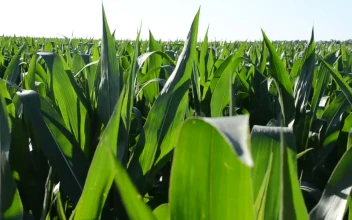 Stock Video Corn Growing In A Field For PC
