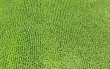Stock Video Corn Fields On A Sunny Day Moving With The Wind For PC