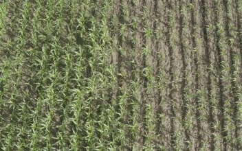 Stock Video Corn Field In Africa For PC
