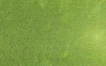 Stock Video Corn Fields Moved By The Wind Top Aerial Shot For PC