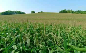 Stock Video Corn Field Before Harvest For PC