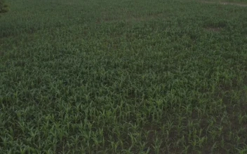 Stock Video Corn Field In Africa After The Rain For PC