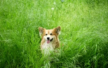 Stock Video Corgi Dog In The Grassfield For PC