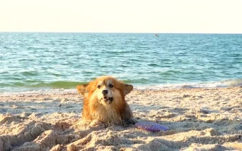 Stock Video Corgi Dog Enjoying The Beach For PC