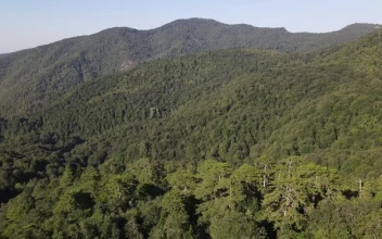 Stock Video Cordillera Lined With Trees On A Sunny Day For PC