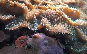 Stock Video Coral Reef Underwater For PC