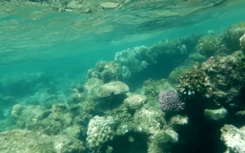 Stock Video Coral Reef In Shallow Water For PC