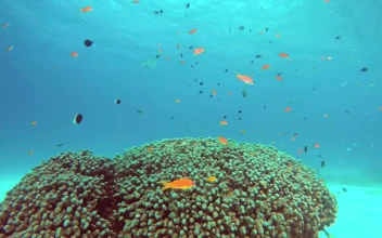 Stock Video Coral Fish Swimming Off The Coast For PC