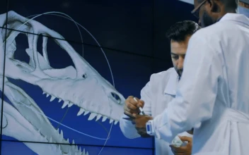 Stock Video Conversation About Dinosaurs Skull For PC